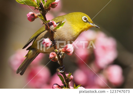 繡眼鳥和桃花 123747073