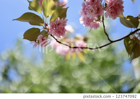 陽光明媚的日子，春天公園雙櫻花 123747092