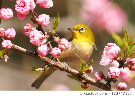 繡眼鳥和桃花 繡眼鳥和桃花 123747133