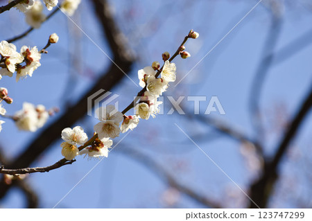 White plum blossoms shining in the blue sky of early spring 123747299