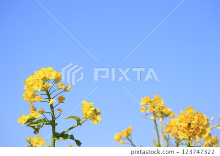 強姦開花發光在藍天 123747322