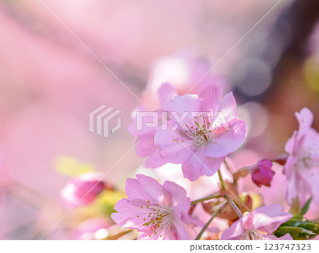 春天美麗的櫻花 123747323