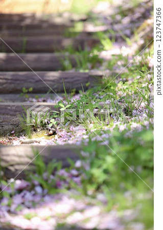 Cherry blossom petals and weeds lying on the corner of a staircase in the park 123747366