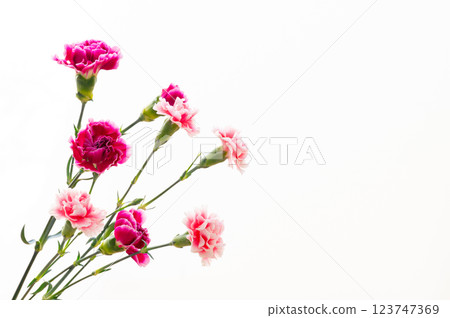 Carnation flowers, Mother's Day gift 123747369