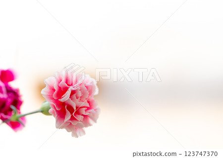 Carnation flowers, Mother's Day gift Carnation flowers, Mother's Day gift 123747370