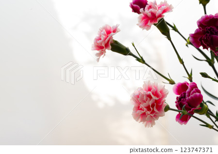 Carnation flowers, Mother's Day gift Carnation flowers, Mother's Day gift 123747371