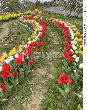 Tulip Path in the Park Tulip Path in the Park 123747690
