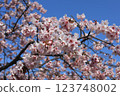 藍天映襯下的河津櫻花（禦堂岬） 123748002