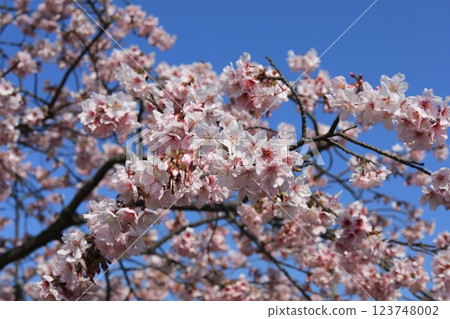 藍天映襯下的河津櫻花(禦堂岬) 藍天映襯下的河津櫻花(禦堂岬) 123748002