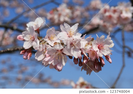 Kawazu cherry blossoms shining against the blue sky (Otachimisaki) Kawazu cherry blossoms shining against the blue sky (Otachimisaki) 123748004