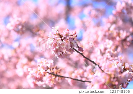 河津櫻花盛開 123748106