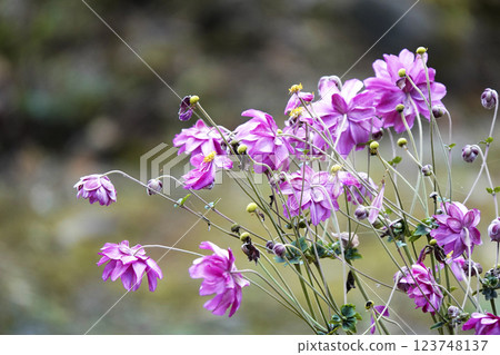 深秋的粉紅海葵 深秋的粉紅海葵 123748137