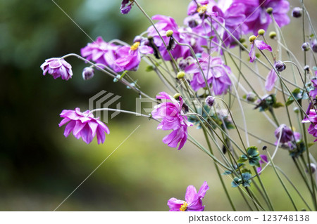 深秋的粉紅海葵 深秋的粉紅海葵 123748138