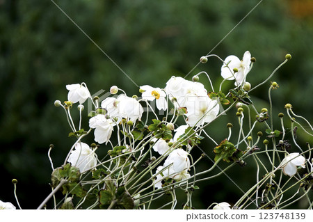 White anemone in late autumn 123748139