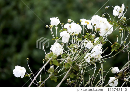 White anemone in late autumn 123748140