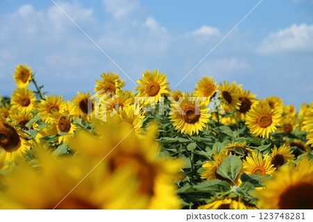 大牟田市向日葵田, 大牟田市向日葵田, 123748281