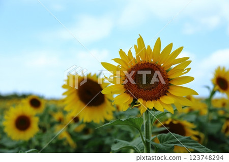 大牟田市向日葵田， 123748294