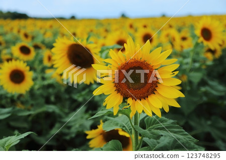 大牟田市向日葵田， 123748295