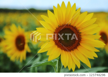 大牟田市向日葵田， 123748296