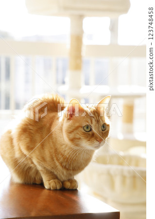 Daily scenery of cat parent and child 123748458