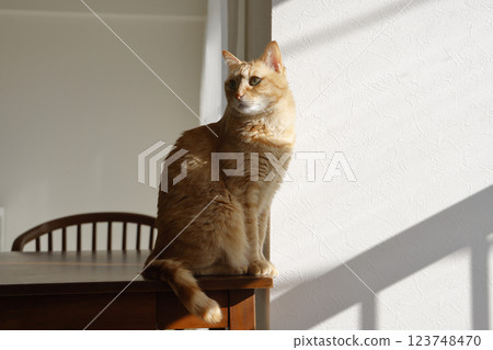 Daily scenery of cat parent and child Daily scenery of cat parent and child 123748470
