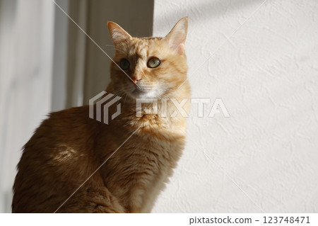 Daily scenery of cat parent and child Daily scenery of cat parent and child 123748471