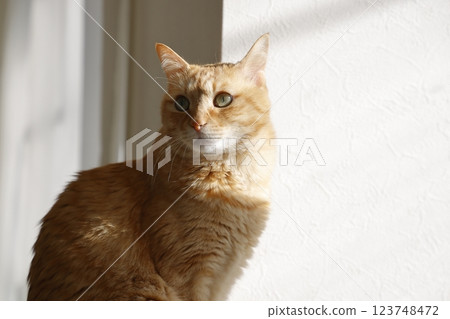 Daily scenery of cat parent and child Daily scenery of cat parent and child 123748472