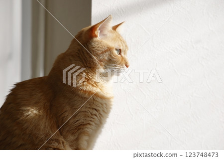 Daily scenery of cat parent and child 123748473