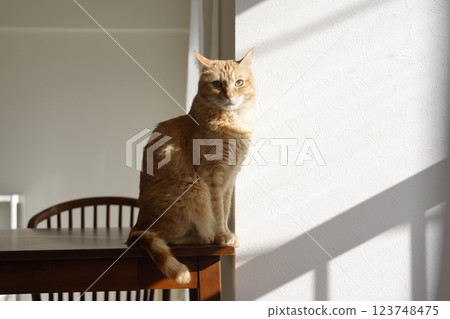 Daily scenery of cat parent and child Daily scenery of cat parent and child 123748475