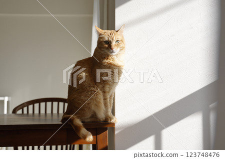 Daily scenery of cat parent and child 123748476