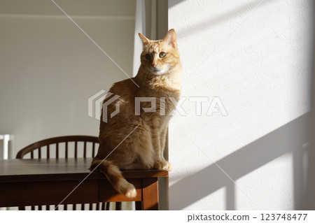 Daily scenery of cat parent and child Daily scenery of cat parent and child 123748477