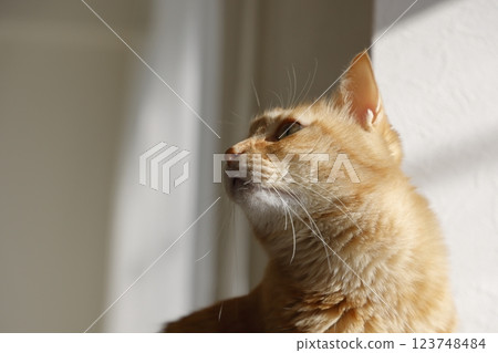 Daily scenery of cat parent and child 123748484