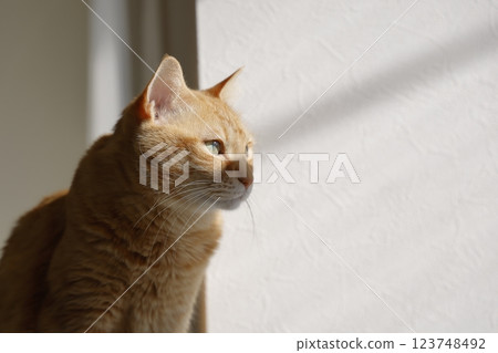 Daily scenery of cat parent and child Daily scenery of cat parent and child 123748492