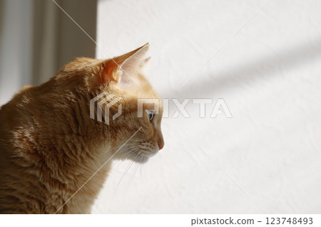 Daily scenery of cat parent and child Daily scenery of cat parent and child 123748493