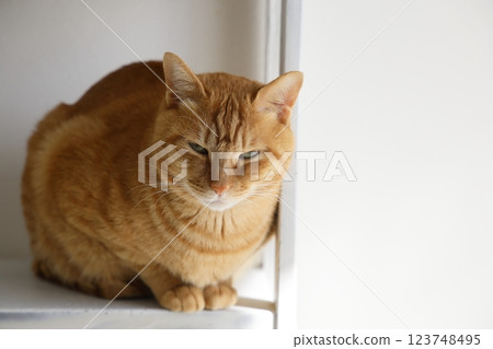 Daily scenery of cat parent and child Daily scenery of cat parent and child 123748495