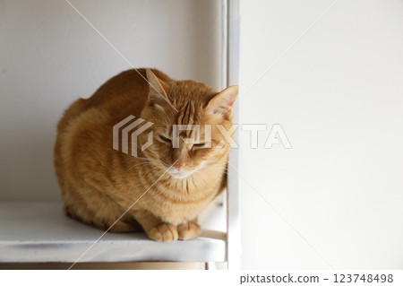 Daily scenery of cat parent and child Daily scenery of cat parent and child 123748498