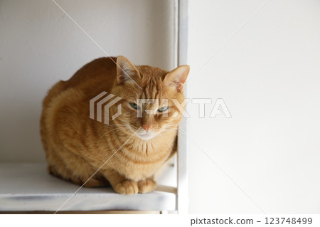 Daily scenery of cat parent and child Daily scenery of cat parent and child 123748499