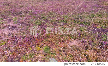 A field landscape of fallow land in early spring with Lamium amplexicaule and Shepherd's Purse in bloom A field landscape of fallow land in early spring with Lamium amplexicaule and Shepherd's Purse in bloom 123748507