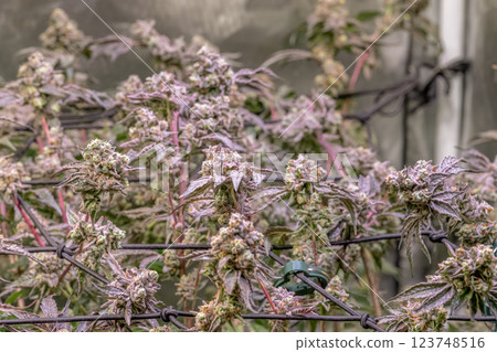 female blossom marijuana SoG Sea of Green net hemp cultivation technique Growing pot indoor bloom stage growth Medical female blossom marijuana SoG Sea of Green net hemp cultivation technique Growing pot indoor bloom stage growth Medical 123748516