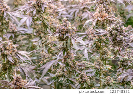 female blossom marijuana SoG Sea of Green net hemp cultivation technique Growing pot indoor bloom stage growth Medical 123748521