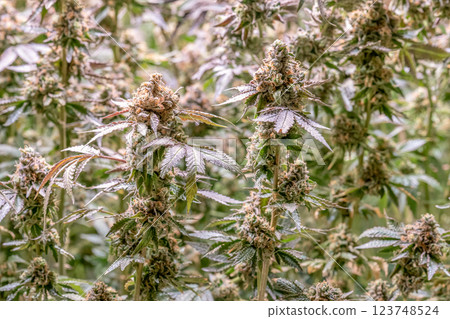 female blossom marijuana SoG Sea of Green net hemp cultivation technique Growing pot indoor bloom stage growth Medical 123748524
