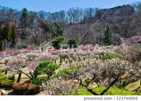 Yakushiike Park, Plum Garden, Machida City, Tokyo, a metropolitan designated scenic spot 123748608