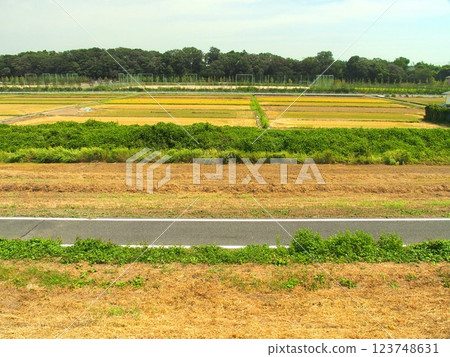 A view of the suburban rice fields after harvesting seen from the banks of the Edogawa River in late summer 123748631