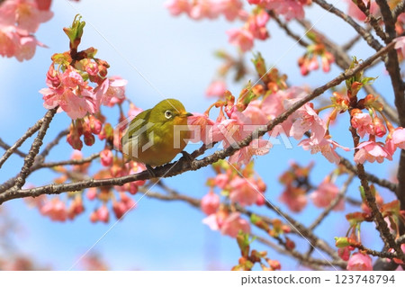 河津櫻花與繡眼鳥（初春照片） 123748794