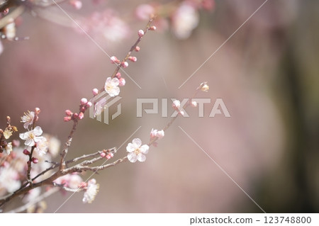 Plum blossoms telling the arrival of spring Plum blossoms telling the arrival of spring 123748800