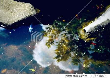 Sky and trees reflected on the water surface, and a flying dragonfly Sky and trees reflected on the water surface, and a flying dragonfly 123748802