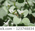 Silverleaf and baby mantis 123748834