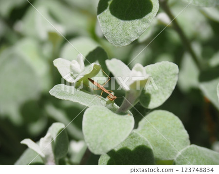 Silverleaf and baby mantis 123748834