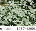 Silver leaf clusters 123748969