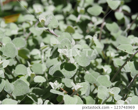 Silver leaf clusters 123748969